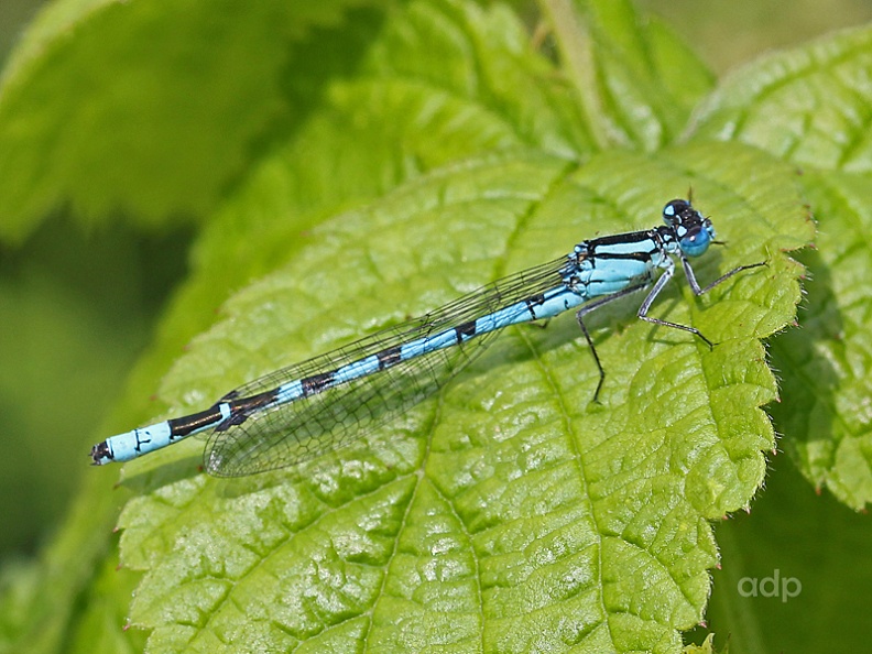 Common Blue Damselfly (Enallagma cyathigerum) Alan Prowse - IMG_3026 tqss 800c Common Blue DF FMP.jpg IMG_3026 tqss 800c Common Blue DF FMP.jpg